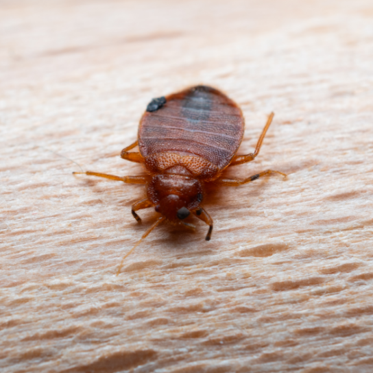 Bed Bug Infestation? Here’s How to Kill Them and Keep Them Gone