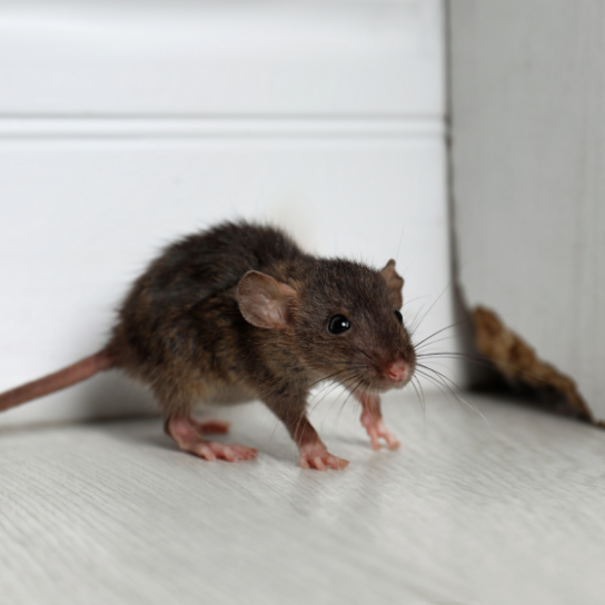 How to Get Rid of Rats and Mice Humanely: Natural Repellents and Smart Traps That Work