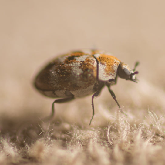 Carpet Beetle Treatments