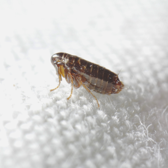 Flea Treatments
