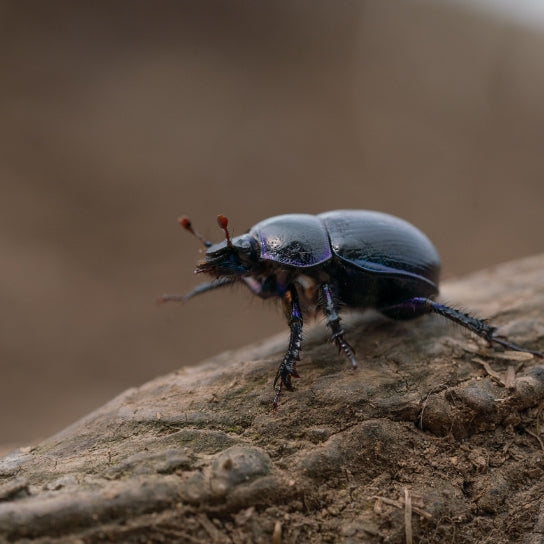Insect Control